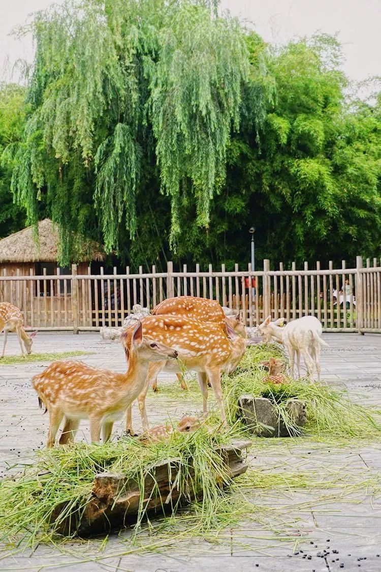 成都的小鹿崽比奈良鹿还乖