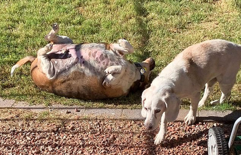 比格犬体重40公斤,相当于同类4倍,新主人为它制定减肥计划