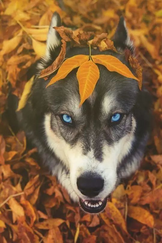 冷酷的外形加上逗比的內心,不紅都難~哈士奇說完小狗,接下來我們說說