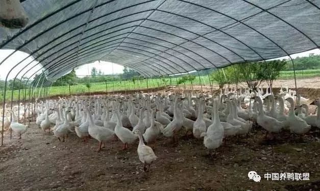 养殖什么投资小利润大 养殖土狗50只一年能赚多少钱