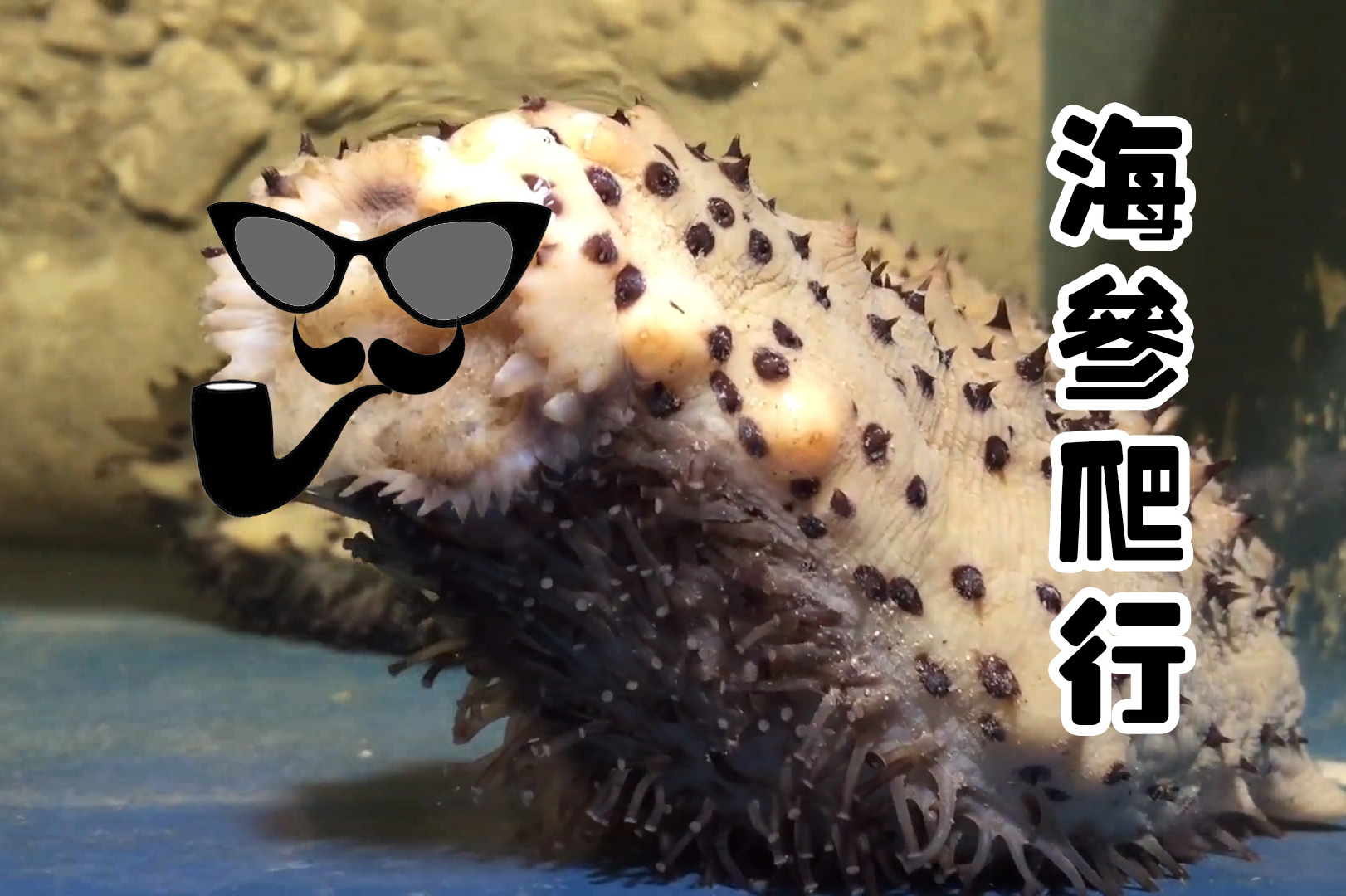 海参到底是怎么爬行的,视频拍给你看