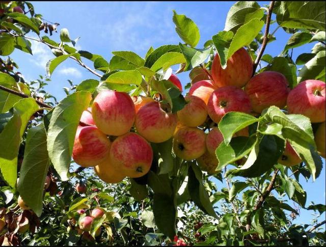 寒地特色优质果树品种示范及配套技术推广