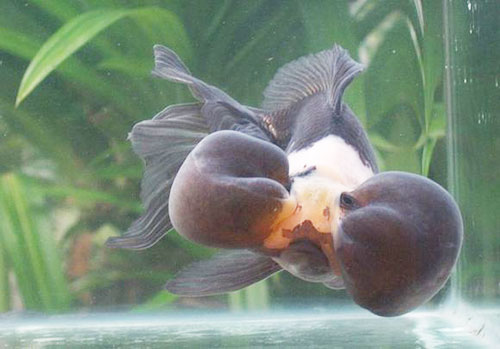 中国国粹金鱼鉴赏 - 水泡(四)