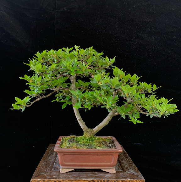 原创欣赏展会上杜鹃盆景领略花中西施让人惊艳的美一点不输大盆景