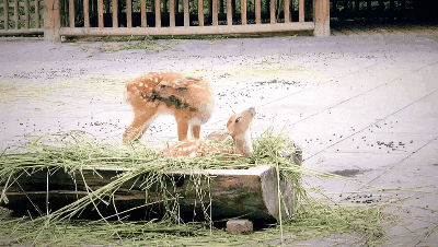 小鹿鹿跳的GIF图图片