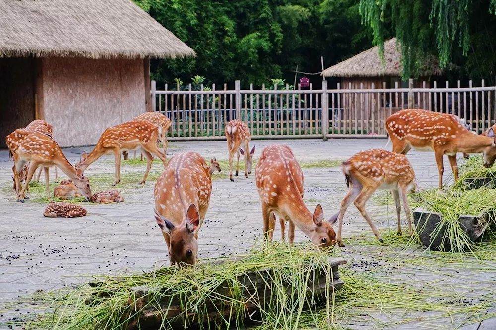 成都的小鹿崽比奈良鹿还乖