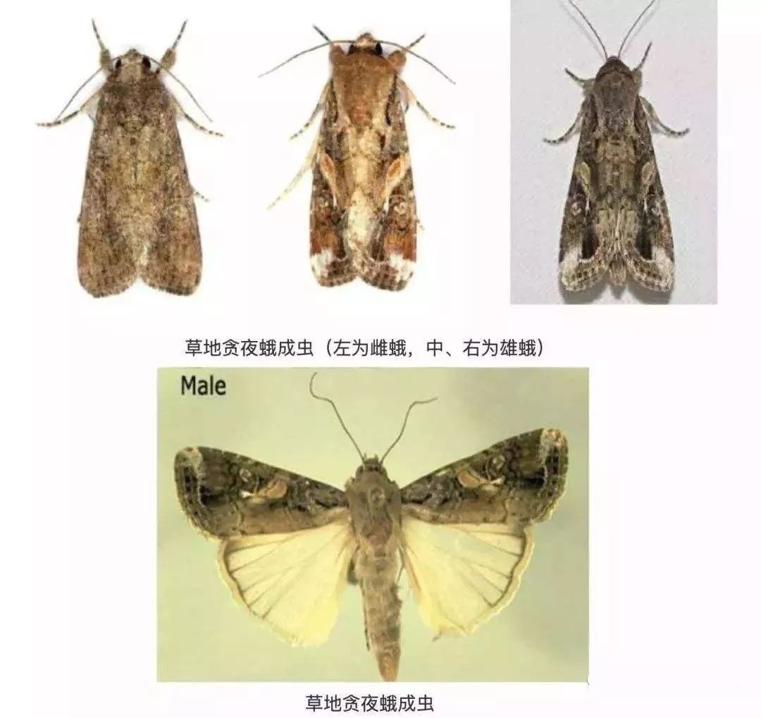 家中常见飞蛾品种图鉴图片