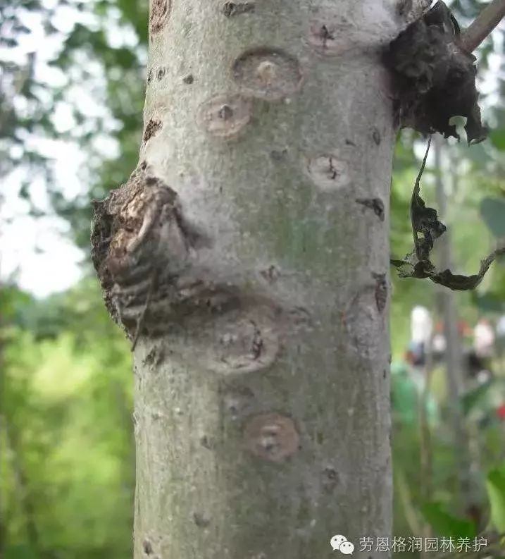 园林植物常见病害病症总结