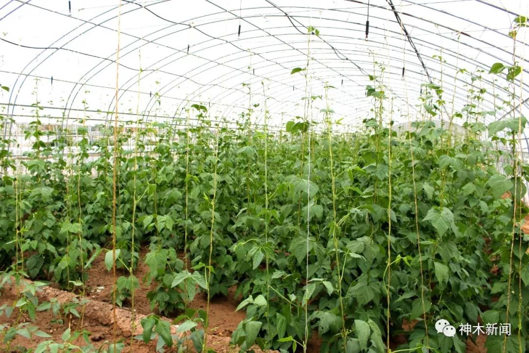 神木有个城南果苑蔬菜水果观光采摘基地!_大棚