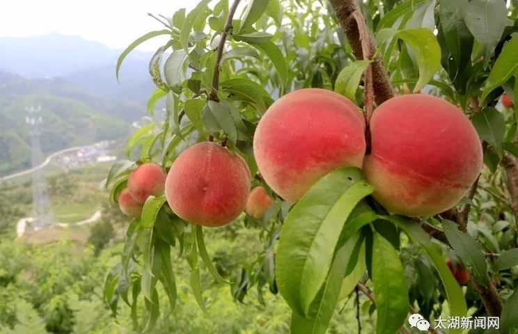 刘畈乡四百亩高山水蜜桃喜获丰收