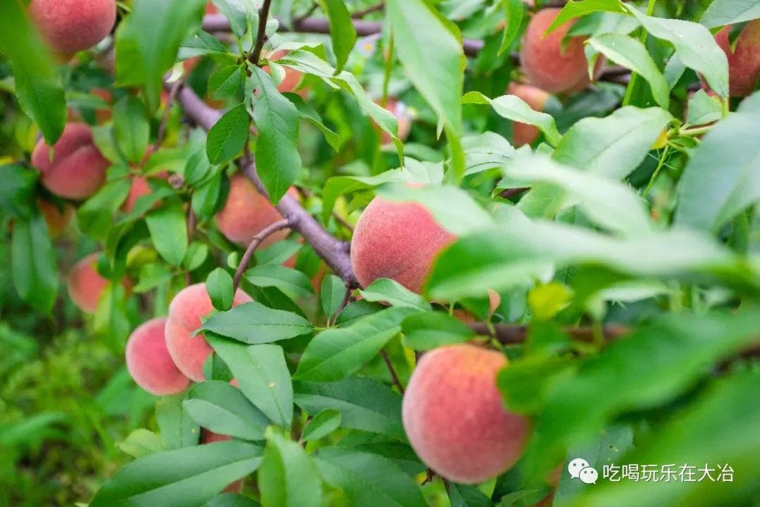 免费免费1000亩桃林任摘任吃第一波去的人都抢疯啦