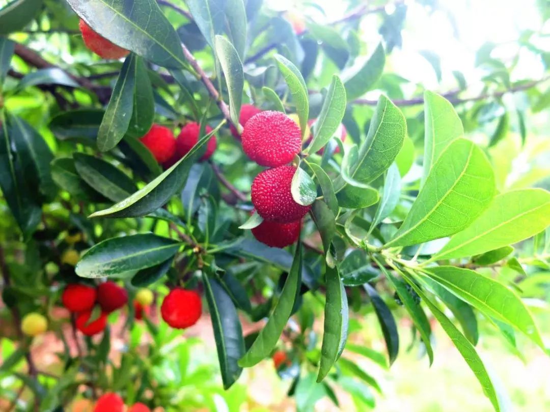 湖南杨梅之乡桃源县架桥镇隆重举行第四届乡村旅游杨梅文化节活动