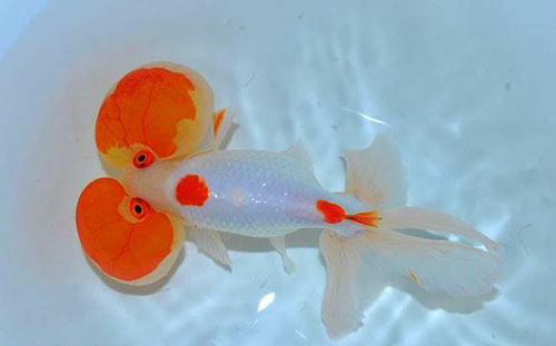 中国国粹金鱼鉴赏 - 水泡(四)