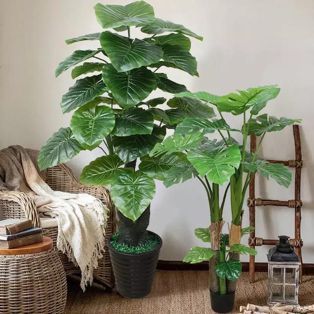 智选房管花植:推荐10种耐阴花卉植物,家里光照不好也能养的很好!