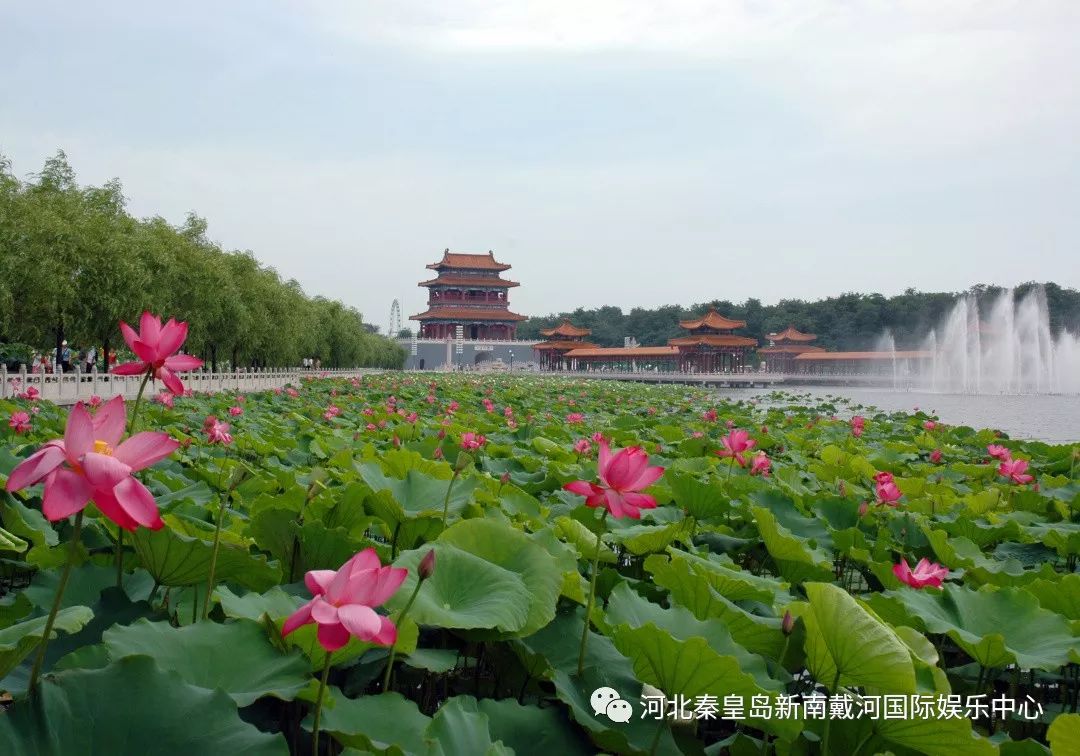 区新滨海大道)【地点】河北秦皇岛抚宁区新南娱【时间】2019/06/29 19