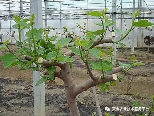 无花果整形修剪技术详解!_主枝