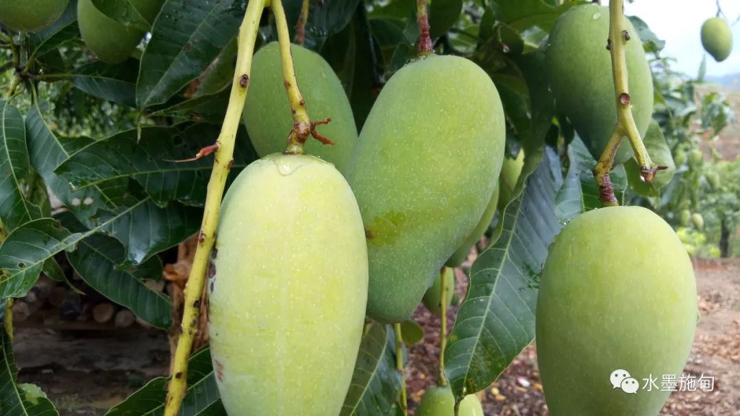 美味施甸勐菠萝河畔芒果飘香