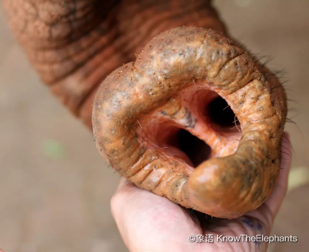 全能的象鼻象鼻像手像长舌也像耳朵