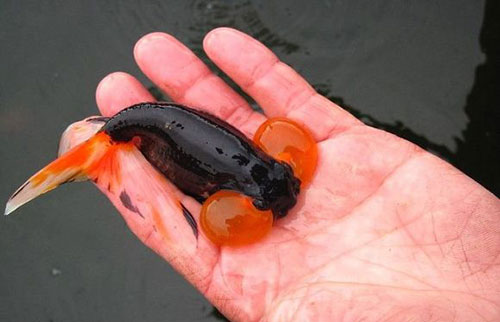 中国国粹金鱼鉴赏 - 水泡(四)