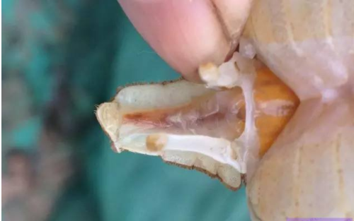 高温季节河蟹肠炎如期而至影响生长发育继发多种疾病如何防控