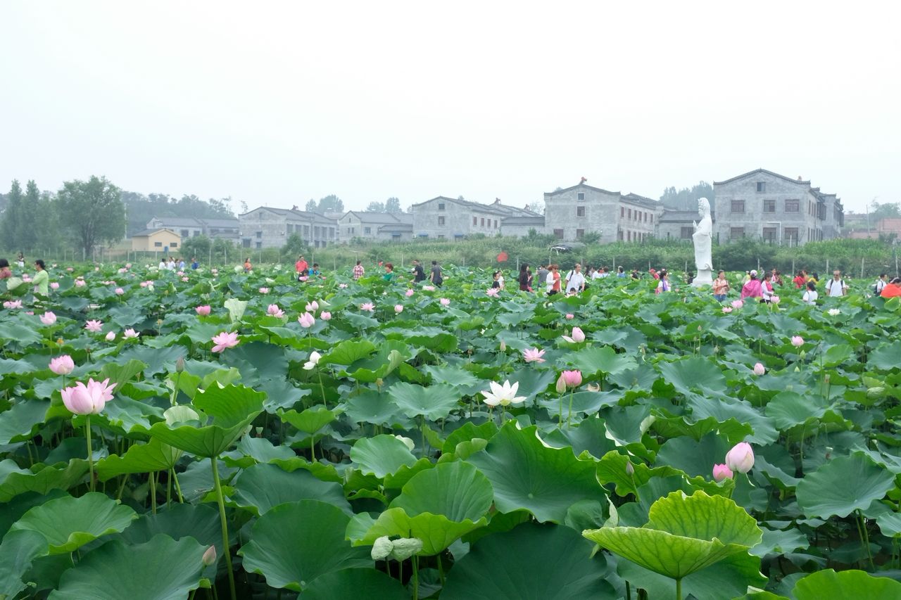 湖北襄陽第三屆荷文化旅遊節盛大啟幕