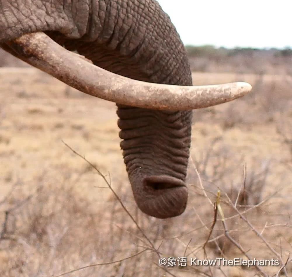 全能的象鼻象鼻像手像长舌也像耳朵