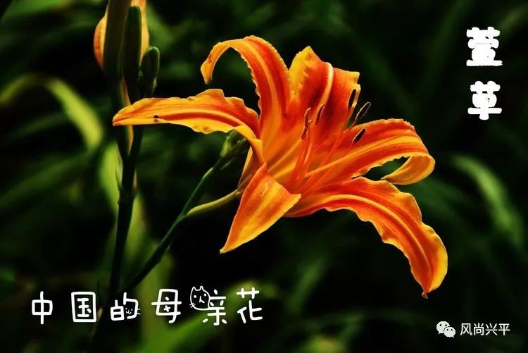 花麻麻照片图片