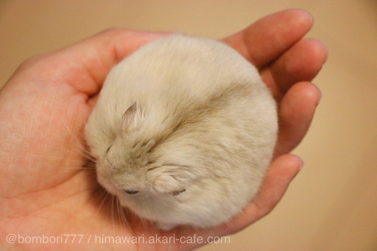 仓鼠变身圆滚滚的糯米团子,老板我要一大碗!