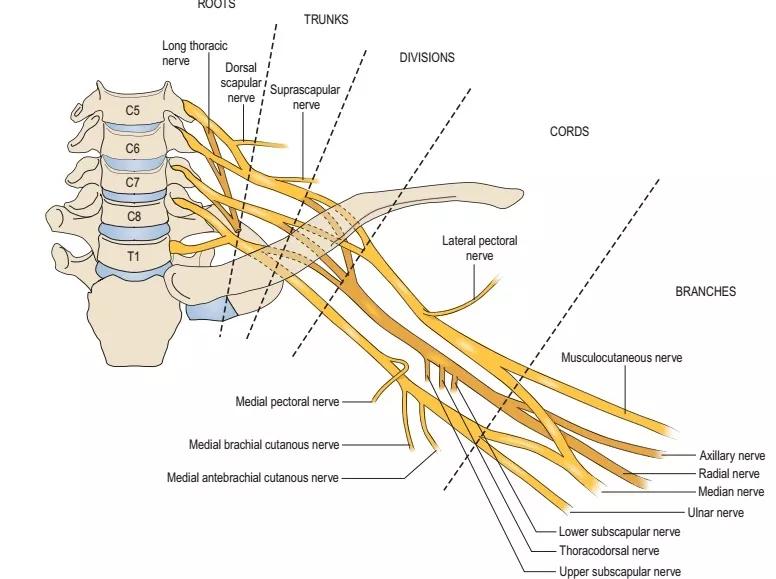 上肢神经分布图片