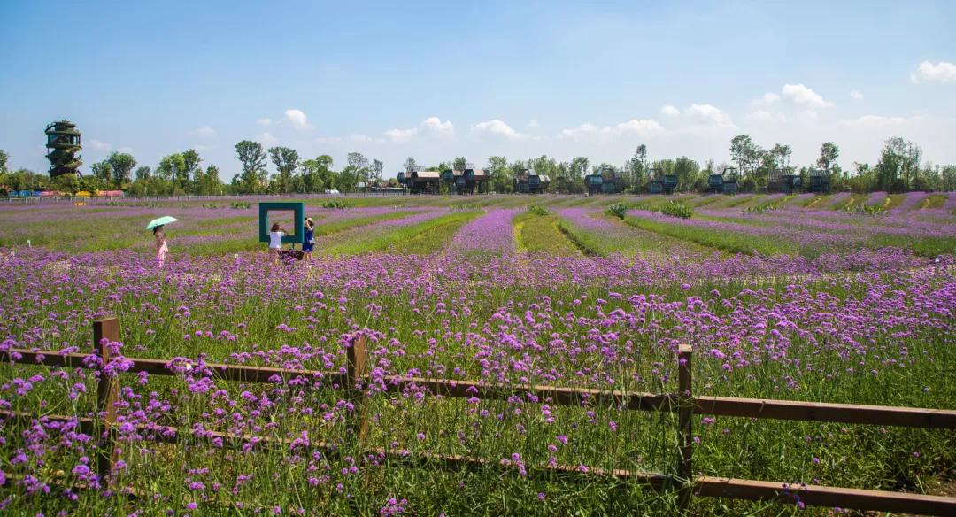 在这漫天紫色花海里,大家纷纷拿出相机拍照,对安仁薰衣草世界的美景