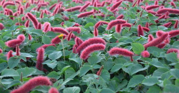 原创红色狗尾巴花开花细长自然下垂有人特地养家里当盆景