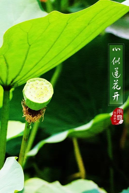 盛夏,心似莲花开