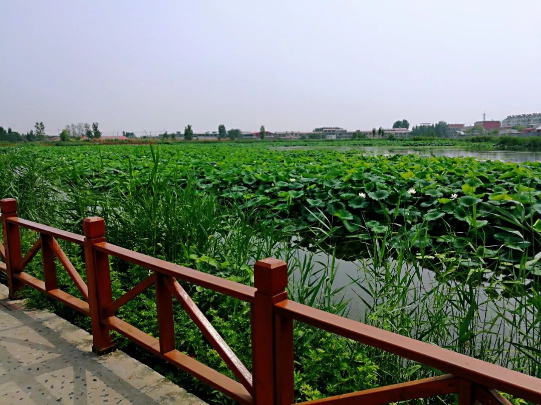 推荐指数:★★★★★时间:任意时间门票:免费地点:新坡镇羊东湿地推荐