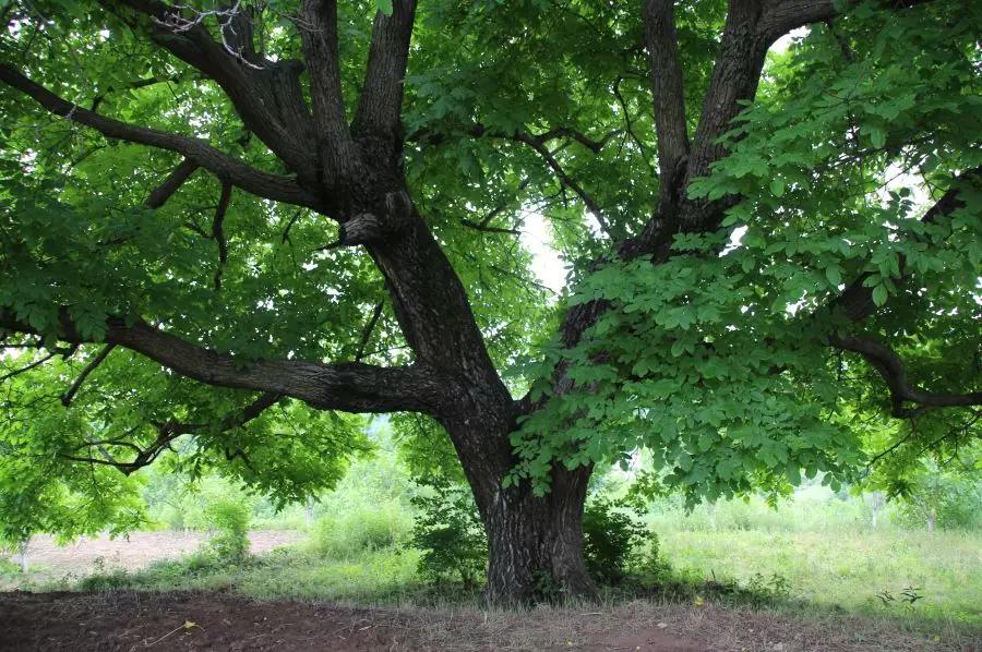 清水百年核桃树,因为珍稀,所以珍贵