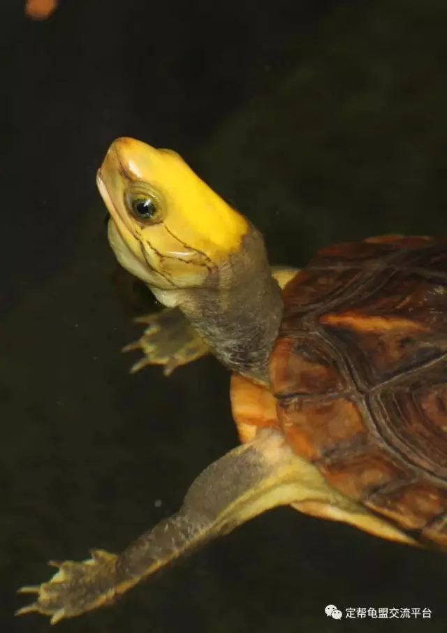 金头闭壳龟性成熟的判定