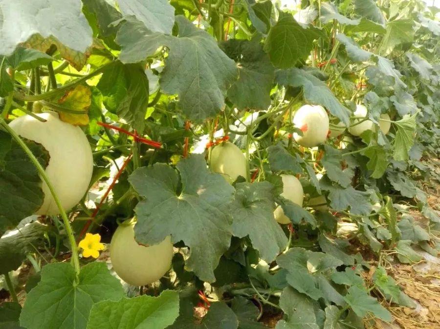 来常熟王庄尝一口西瓜味的夏天