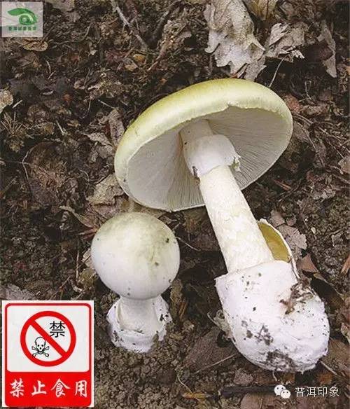 食用野生菌别忘防中毒教你识别有毒菌