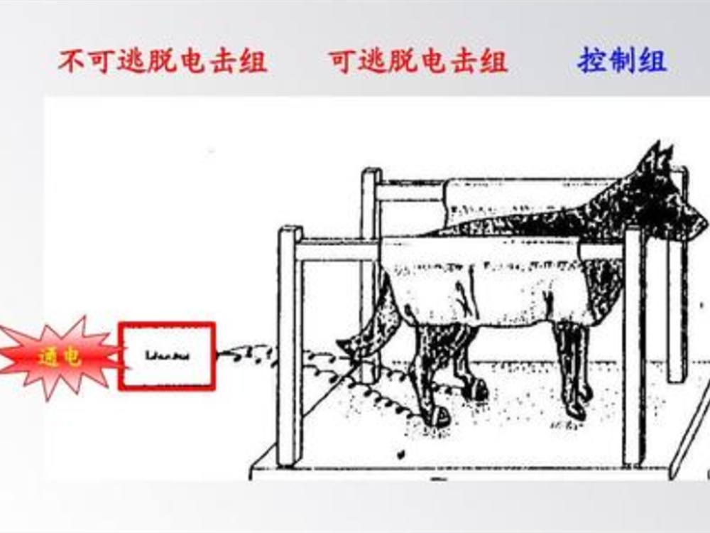 经过反复实验后,最后一次,塞利格曼把笼门打开,同样用噪音和电击对待