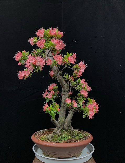 原创欣赏展会上杜鹃盆景领略花中西施让人惊艳的美一点不输大盆景