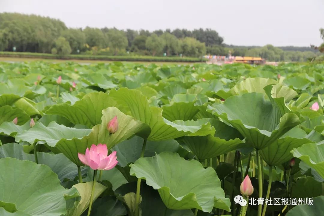 "荷"你有约丨通州西海子,运河森林公园荷花正盛!随手一拍就是大片