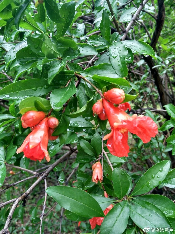 山石榴寄元九火红的季节