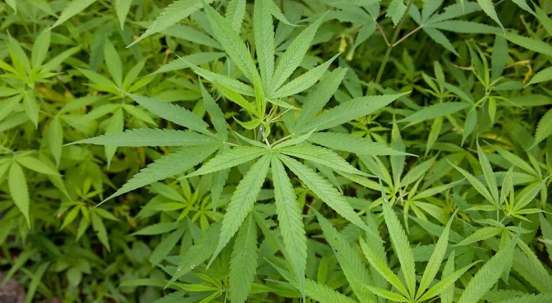 汉麻种植前景广阔：绿色产业的新曙光