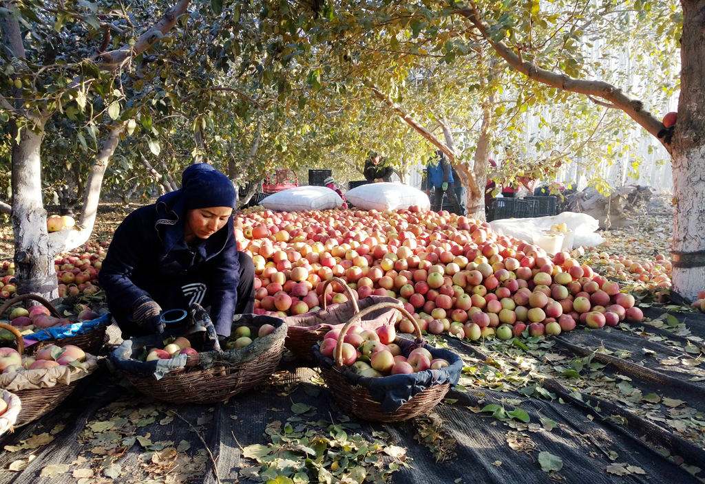 互联网推动新疆农业发展