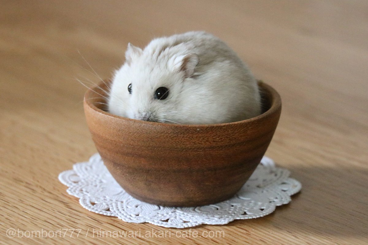 仓鼠变身圆滚滚的糯米团子,老板我要一大碗!