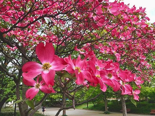 红花四照花基地图片