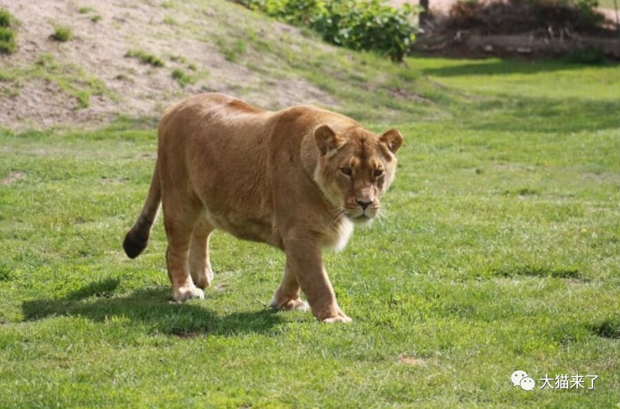 必须遵守狮子的规则女饲养员作为大猫猫奴请不要羡慕我