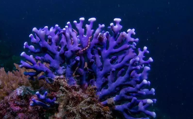 海洋科普丨紫侧孔珊瑚lacecoral