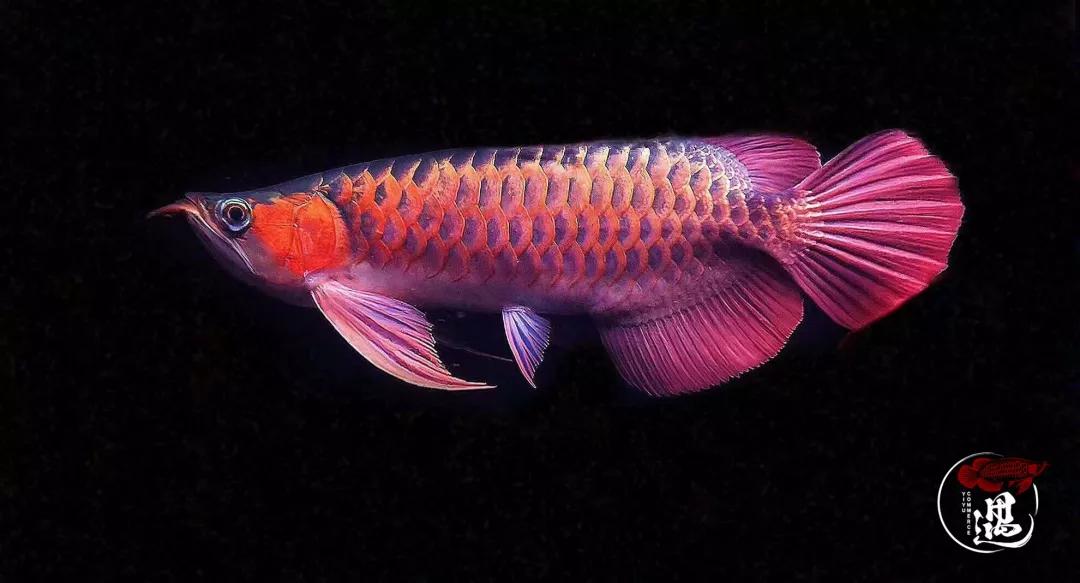 只有1的龙鱼能养成神龙测测你养的龙鱼