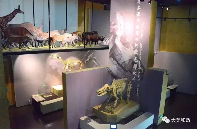 和政古動物化石博物館是國內唯一的一家以收藏展示晚新生代古哺乳動物