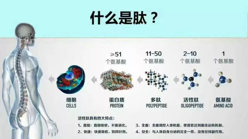 搞不明白多肽寡肽小分子肽的你戳这里